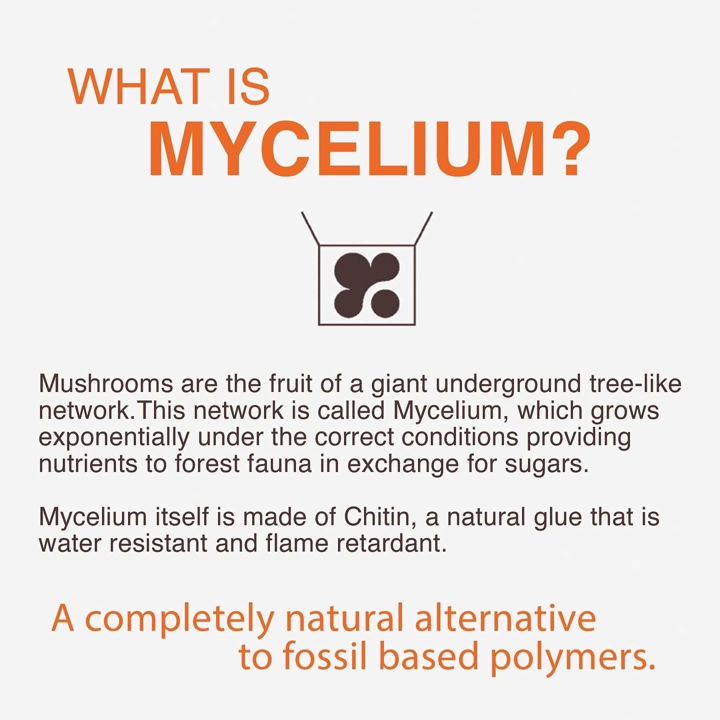 Mycelium Tray Prototypes